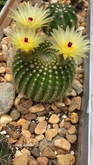 Floración de cactus 🌵#echinopsis