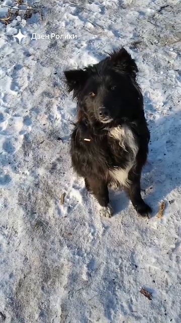Маруся выполняет команды!