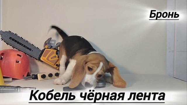 щенки я-помет