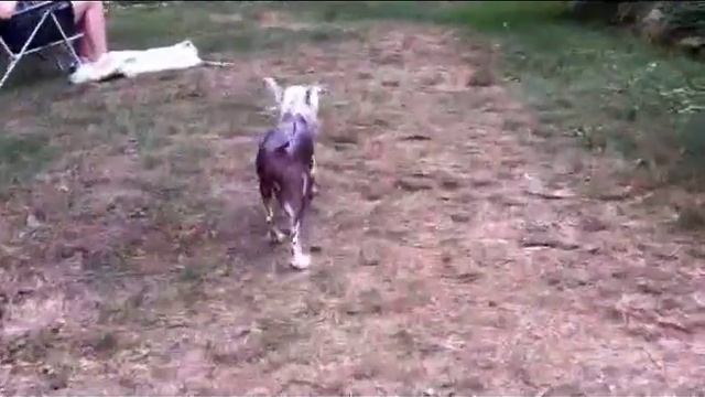 Chinese Crested hairless dog eats cherry tomatoes to original music by Soupbone