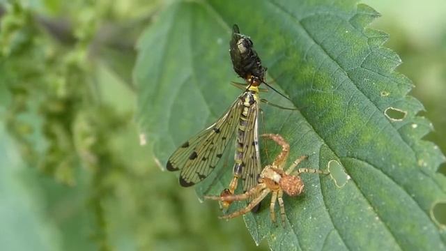 Curiosidades: La Mosca Escorpión