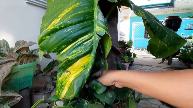 GIANT MONSTERA GOLDEN POTHOS /@ Leonel97 Vlog