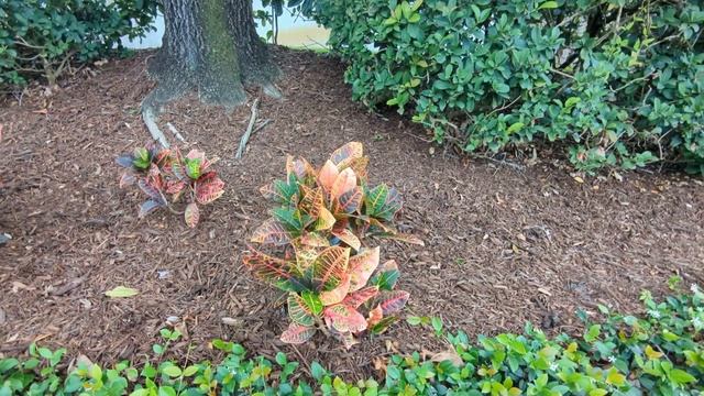 Beautiful Trees Line Sidewalk, Jasmine Flower & Colorful Croton Petra Plants on Nature Walk! Oviedo