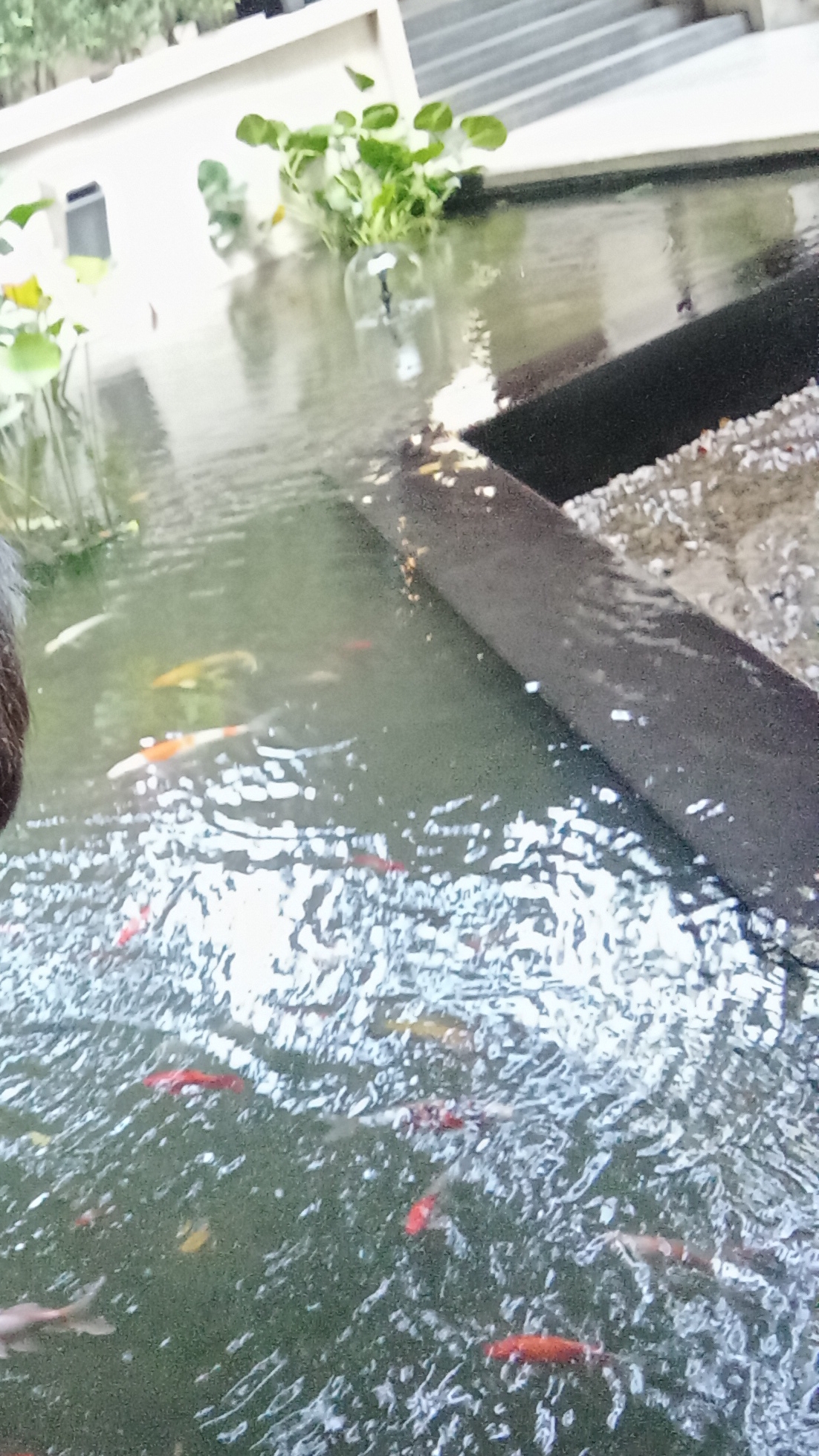 #прожорливыерыбы #смешно