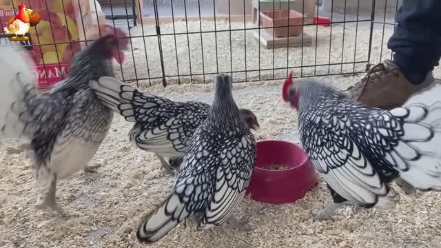 Идеальное птицеводство достойно восхищения 🐓🦆🦢🦚🦃🐔 эпизод (43)