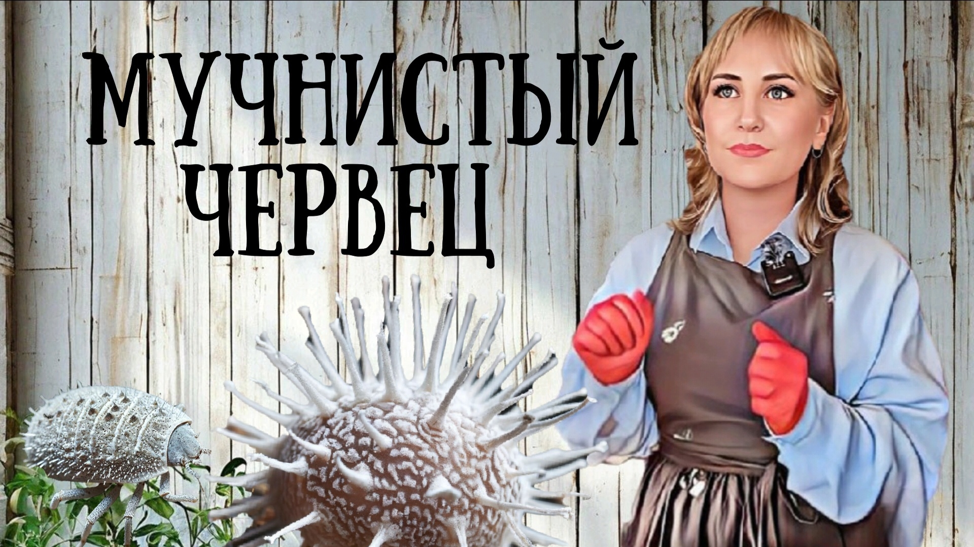 Мучнистый червец. Вред и меры борьбы с ним.