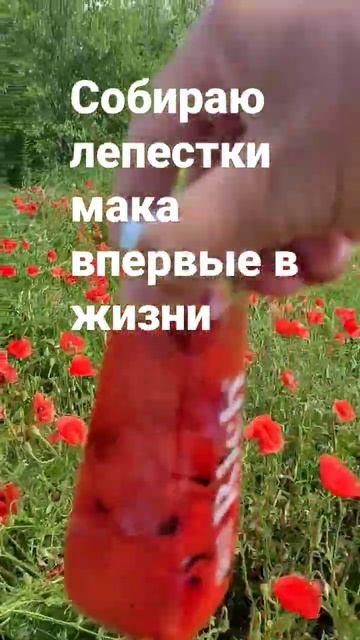 лепестки мака