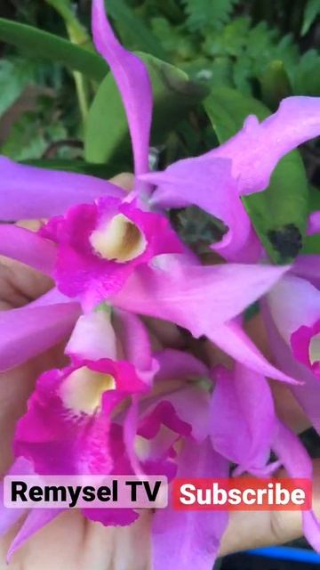 Cattleya Hybrids, Beautiful orchids flower,Orchid care, Orchid For Beginners,