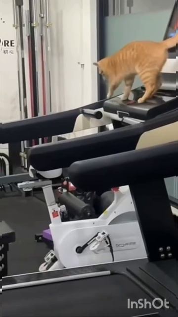 Даже кот начал ходить в зал. И ты иди 💪🤣👍🐈