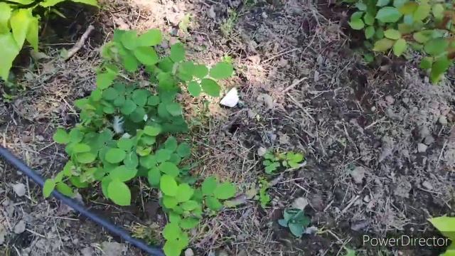 прогулка по участку.. первая неделя мая
