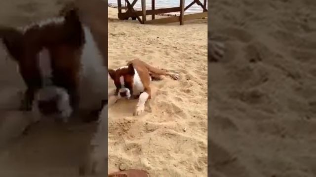 Dog Eats Lemon and goes CRAZY