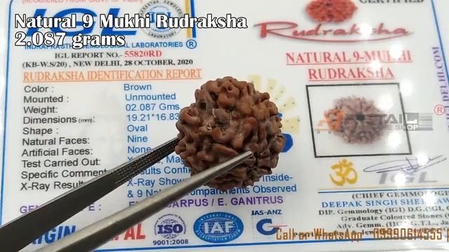 Natural 9 Mukhi Rudraksha 2.087 Grams