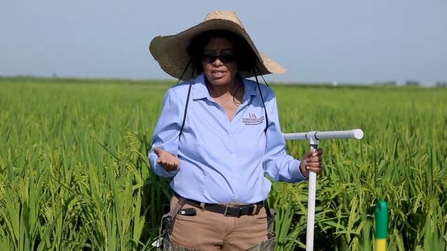 Rice Field Day Online - Rice Disease Management