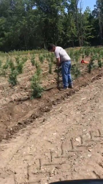 Planting thuja green giants at Highland Hill Farm near Philadelphia call us at 215 651 8329