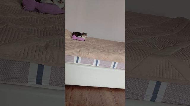 со мной воюет 
сатана😾