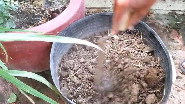 Dont Take Out Your Old Ivy Gourd Plant Do THIS INSTEAD