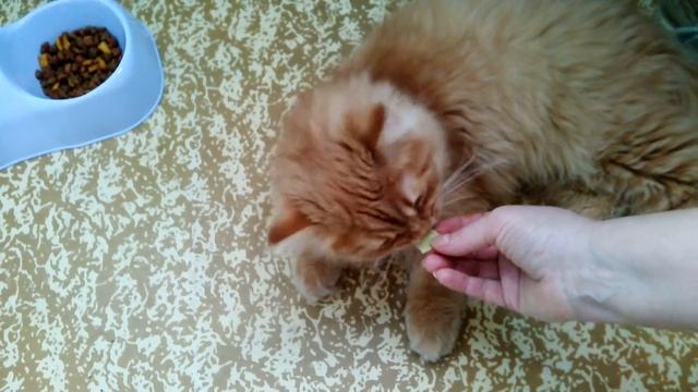 Барсик ест капусту ч. 2