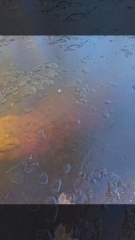 Зимой аллигаторы вмерзают в лëд,оставляя лишь кончик носа.