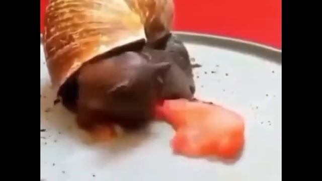 агрессивная улитка ест томат