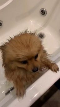 ЛАКИ КУПАЕТСЯ ПОСЛЕ УЛИЦЫ ....🐶