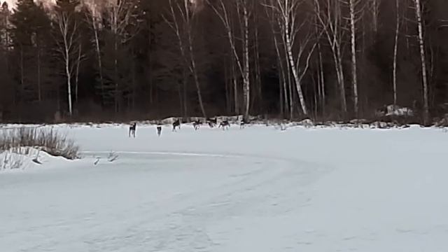 ПАЛИВО ! НАС ЗАМЕТИЛИ... (Владимировка 21.03.2022)