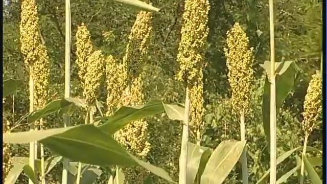 Validación técnica y económica de variedades de sorgo de polinización