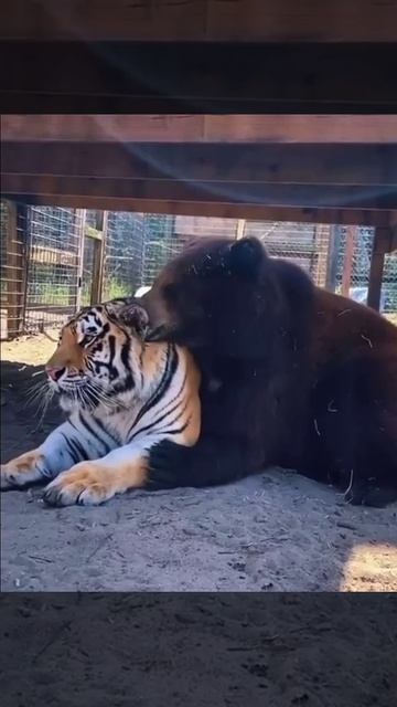 За ушком почешу.mp4