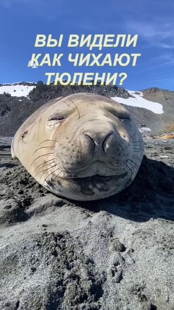 Так чихают тюлени
