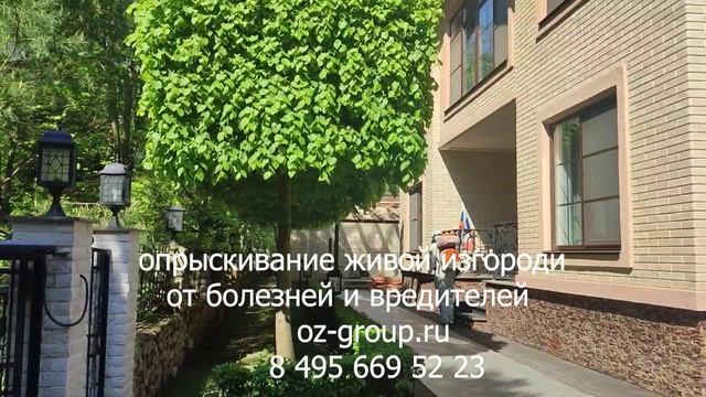 Услуги опрыскивания живой изгороди от болезней и вредителей. Выезд Агрономов по Москве и области.