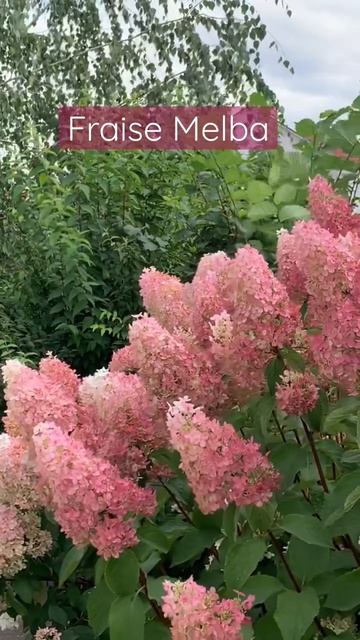 #hydrangea #гортензия #fraisemelba #садгортензий #hortensia #метельчатаягортензия #hydrangeas #сад