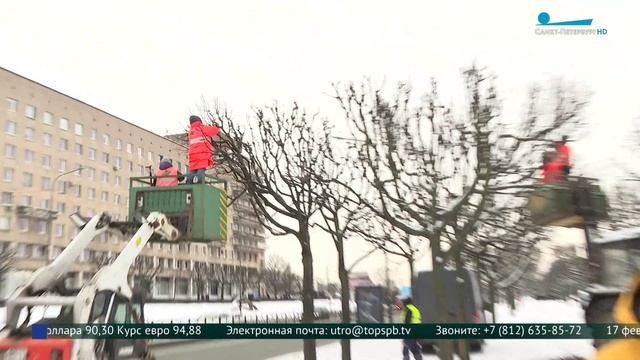 Новая стрижка для лип  на Свердловской набережной