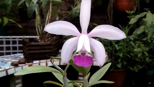Cattleya Intermedia Orchid