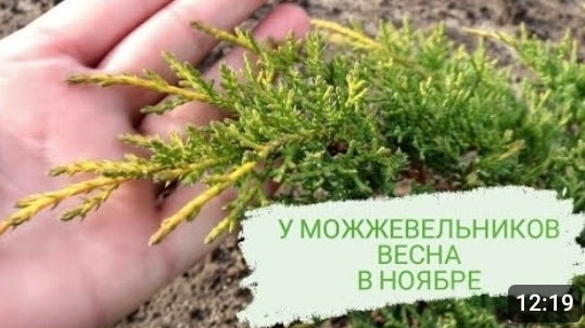 У КАКИХ МОЖЖЕВЕЛЬНИКОВ НАСТУПИЛА ВЕСНА В НОЯБРЕ. 14.11.2023г. БЕЛАРУСЬ, ГОМЕЛЬСКАЯ ОБЛАСТЬ
