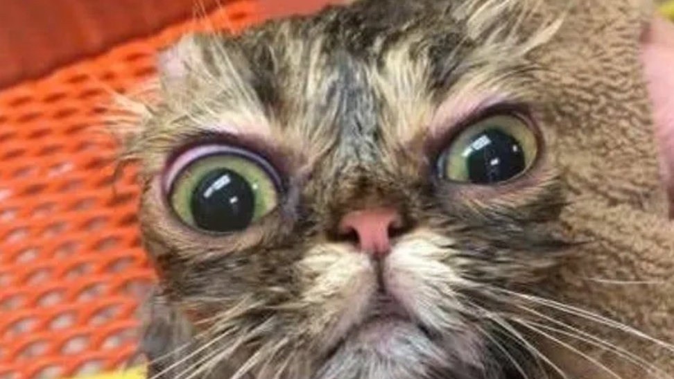 католог