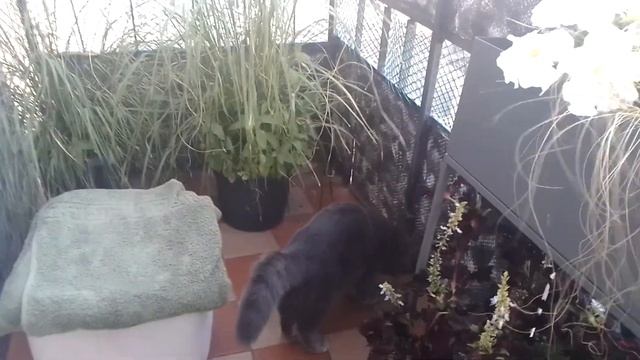 КОТ БАКС/ ПОЕДАНИЕ ЗЛАКОВ, БРИТАНСКИЙ КОТИК.