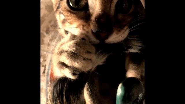 Котики играют)
