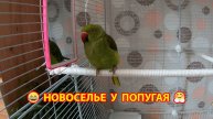 Большая клетка для Попугая 🦜 Морские Свинки и Лимон 🍋 И полная несуразица на кухне 😂