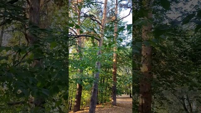 в этом году осеннее равноденствие 22 сентября. Воздух "настоянный"на соснах.. вкусныыыый☺#shorts
