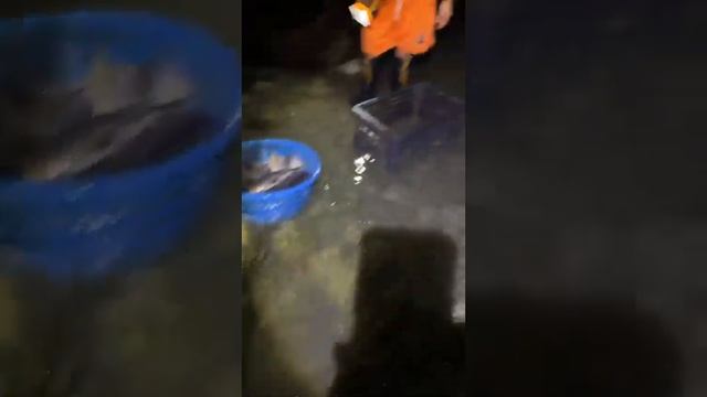 Survival Skills: Amazing fishing, Catch A Lot Of Fish ,  Fishing , Hand Fishing ,catching fishing