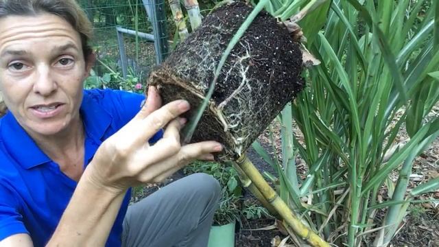 Sugarcane Propagation