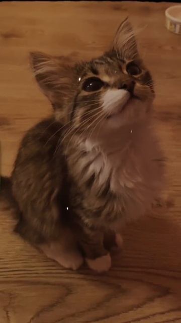 Котенок