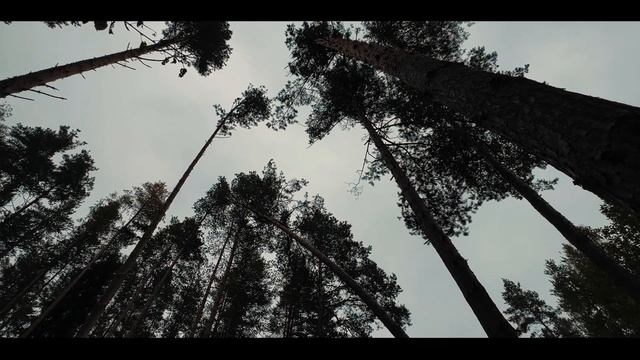 Прогулка по лесу (Cinematic Mode IPHONE 14 PRO MAX)