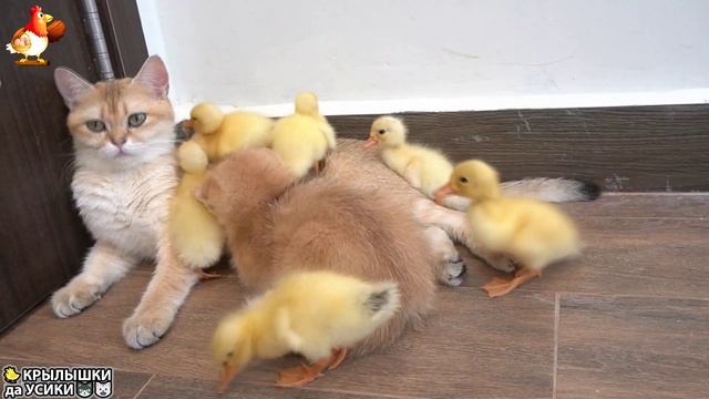 Утята и Цыплята - Кошки и котята - (154) Хвостики да Усики ❣️