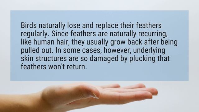 Do feathers grow back?