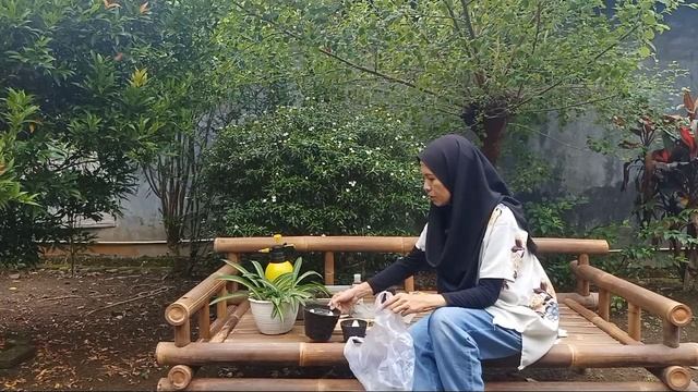 Cara Perbanyak Tanaman Bunga Amarilis #amarilis #perbanyakbungaamarilis