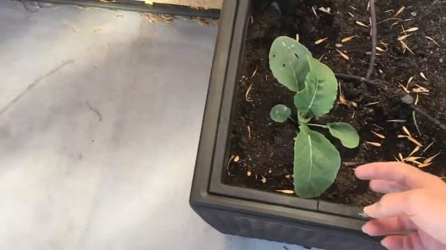 Garden Diary December 04, 2017