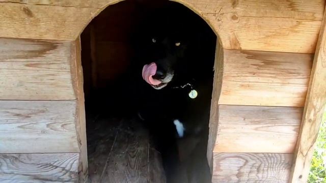 Волкособ Гул’дан, Демон и Дисик ☺️ видео для поднятия настроения 🙃