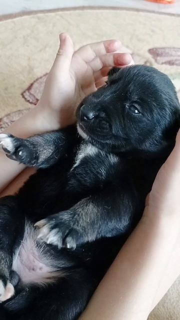 Звал маму, а пришла кошка #щенки #щеночки #щенок