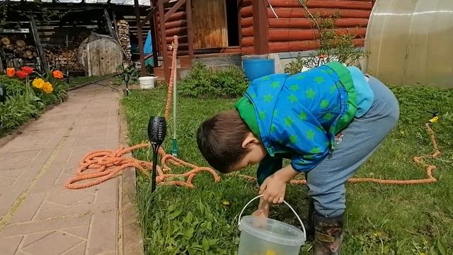 Как правильно избавляться от одуванчиков