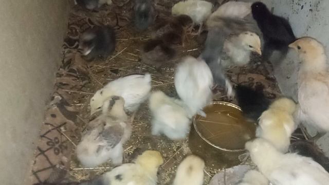 Цыплята кушают вареное яйцо